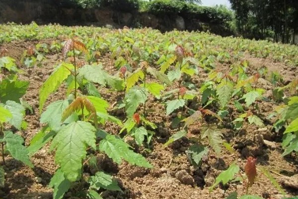 美国红枫的外形特点，成串的红色花朵悬挂在枝头