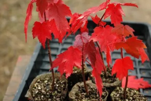 美国红枫的外形特点，成串的红色花朵悬挂在枝头