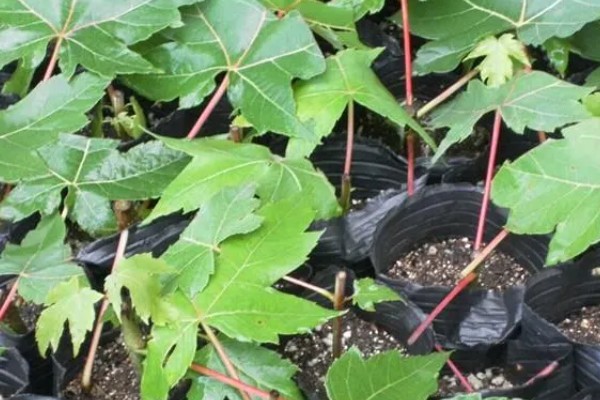 美国红枫的外形特点，成串的红色花朵悬挂在枝头