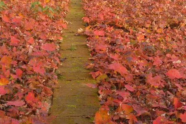 美国红枫的外形特点，成串的红色花朵悬挂在枝头