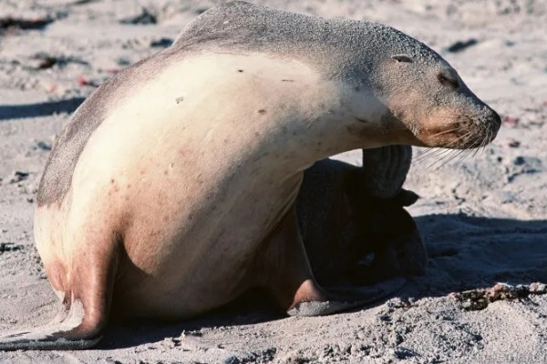 海豹有没有耳朵，没有耳壳但是有耳洞