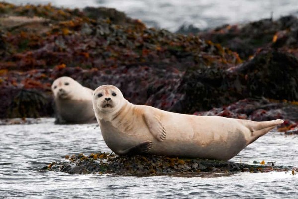 海豹有没有耳朵，没有耳壳但是有耳洞