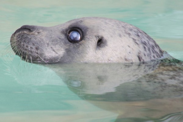 海豹有没有耳朵，没有耳壳但是有耳洞