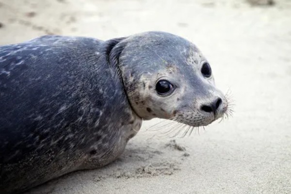 海豹有没有耳朵，没有耳壳但是有耳洞