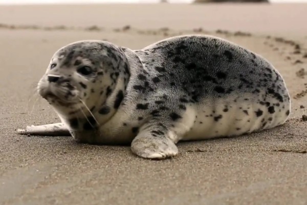 海豹有没有耳朵，没有耳壳但是有耳洞