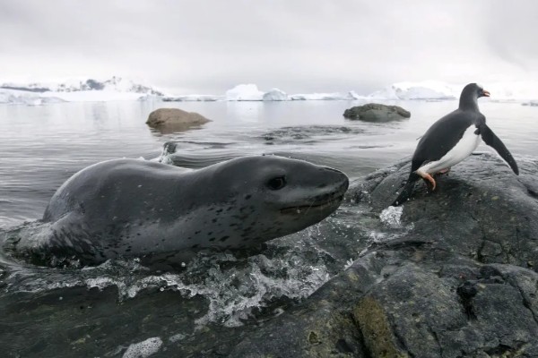 海豹有没有耳朵，没有耳壳但是有耳洞