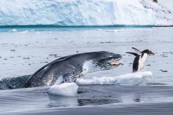 海豹有没有耳朵，没有耳壳但是有耳洞