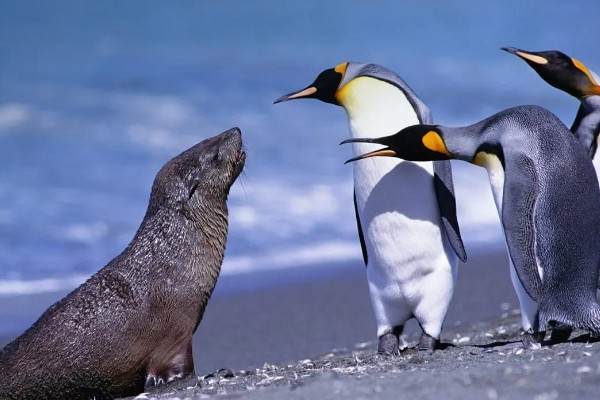 海豹有没有耳朵，没有耳壳但是有耳洞