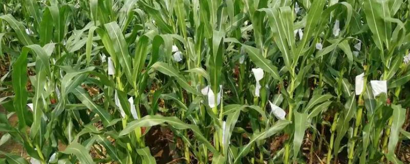 良玉119简介，出苗到成熟一共需要129天左右