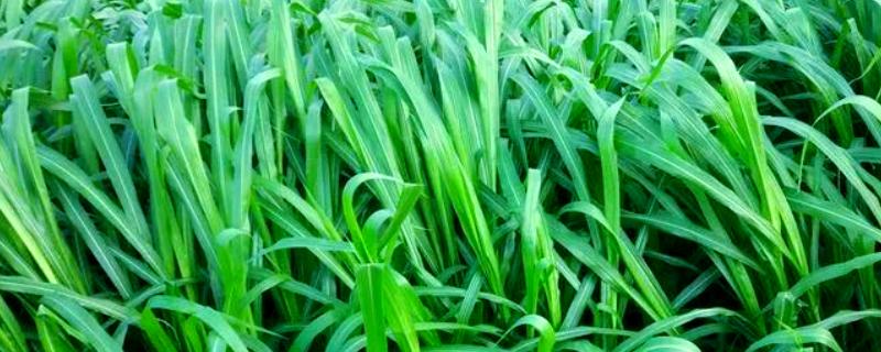 哪些牧草产量比较高，紫花苜蓿年产鲜草6-8吨左右