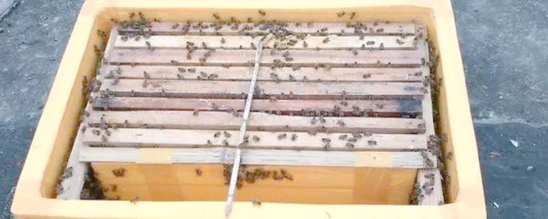 蜂箱15元一个是不是真的，基本上是不可能的