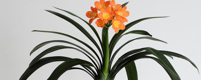 君子兰用普通土行吗，不可以用普通的土种