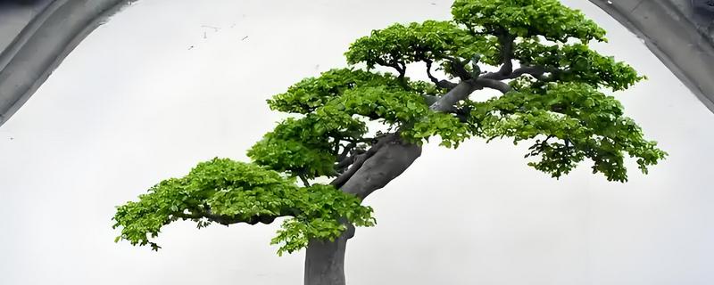 夏天能给白蜡换盆吗，建议不要在夏天换盆