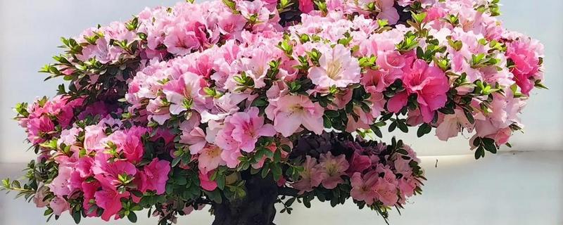 杜鹃花的开花时间，在每年的3-5月开花