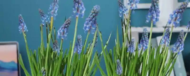 葡萄风信子的水培方法，要选择长势良好的植株作插穗