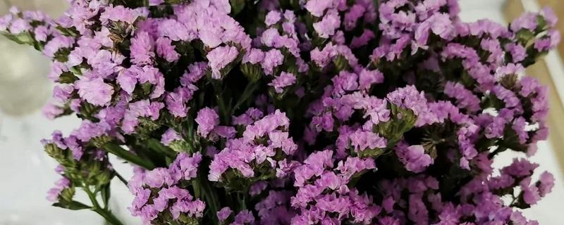 勿忘我和薰衣草有什么区别，高度、花朵、香味等方面不同