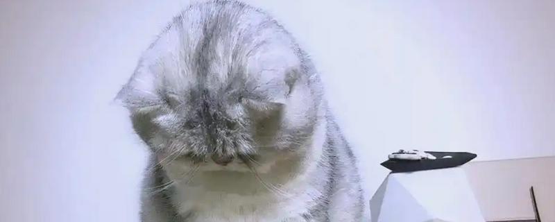 猫咪道歉的方法，表现为眼神躲闪、耳朵下垂等