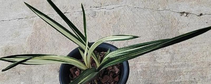 极品墨兰的品种，有绿墨、白墨墨兰等