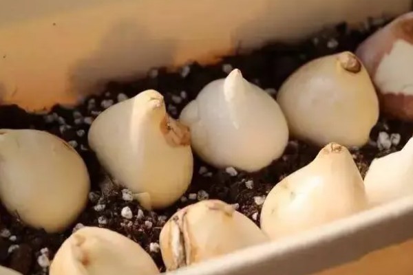 郁金香的球根如何栽培,栽入土坑中之后要压实土壤并浇水