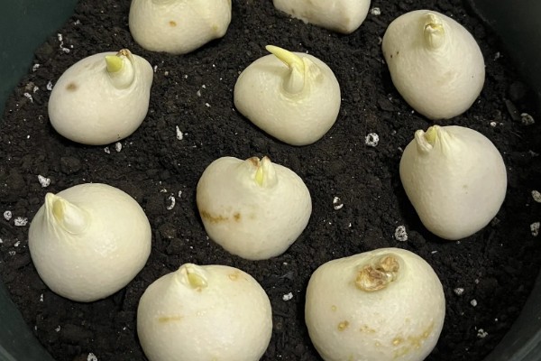 郁金香的球根如何栽培,栽入土坑中之后要压实土壤并浇水