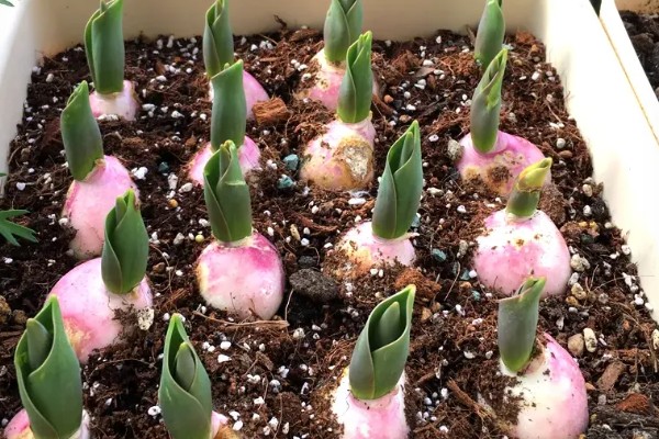 郁金香的球根如何栽培,栽入土坑中之后要压实土壤并浇水