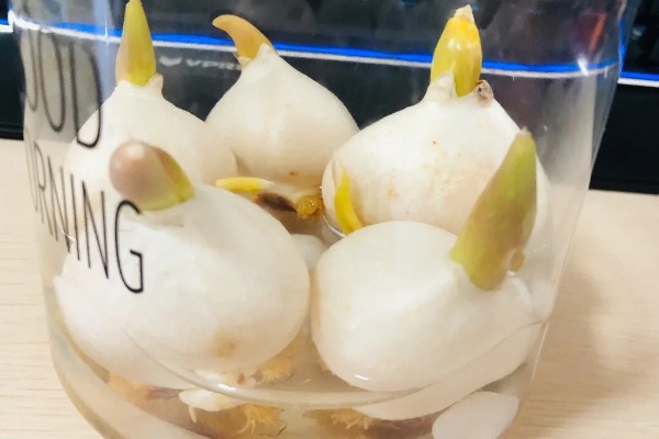 郁金香的球根如何栽培,栽入土坑中之后要压实土壤并浇水