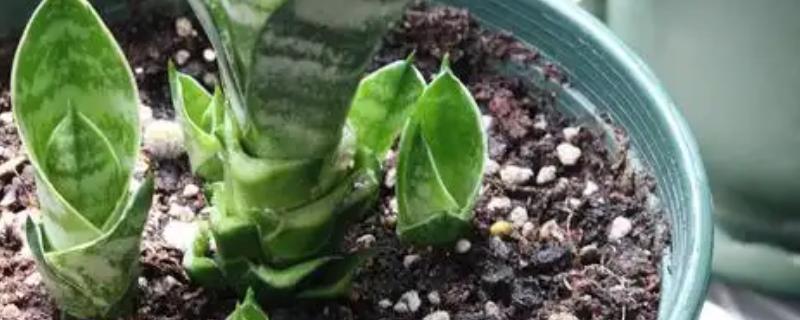 虎皮兰发芽后的分盆方法，将新芽沿着根系分割出来