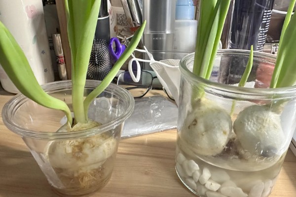 郁金香的球根如何栽培,栽入土坑中之后要压实土壤并浇水