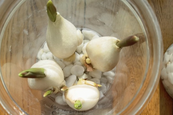 郁金香的球根如何栽培,栽入土坑中之后要压实土壤并浇水