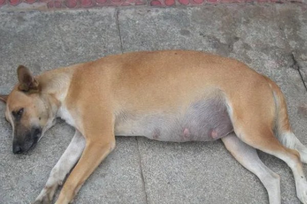 狗狗肚子一抖一抖的原因，可能是受到惊吓所致