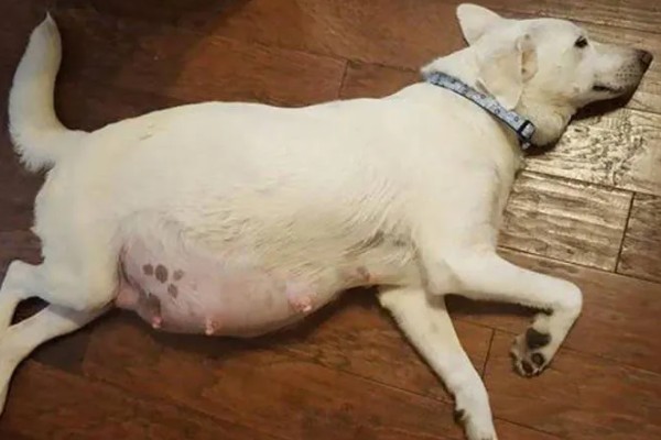 狗狗肚子一抖一抖的原因，可能是受到惊吓所致