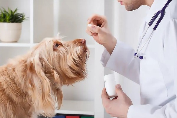 狗狗肚子一抖一抖的原因，可能是受到惊吓所致