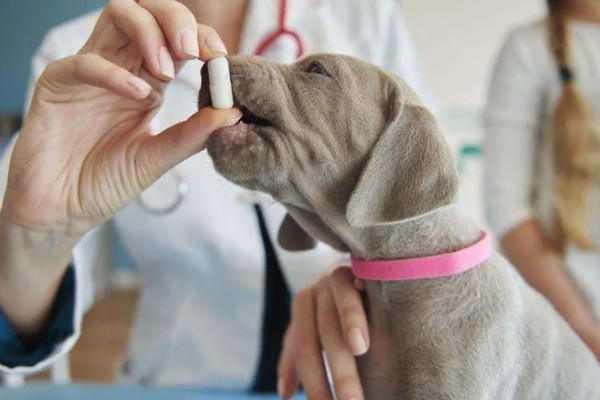 狗狗肚子一抖一抖的原因，可能是受到惊吓所致