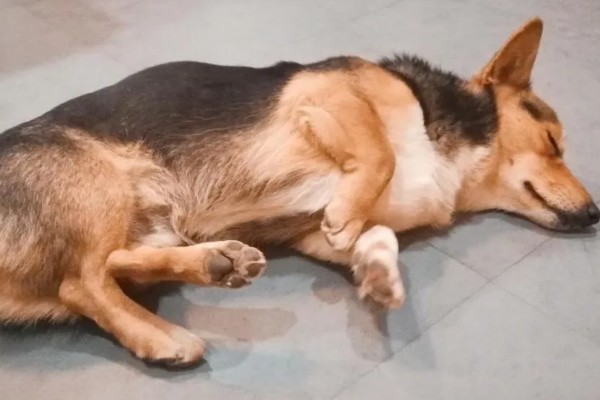 狗狗肚子一抖一抖的原因，可能是受到惊吓所致