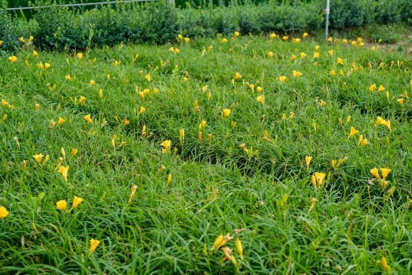 萱草的种植环境，作地被植物时几乎不被管理