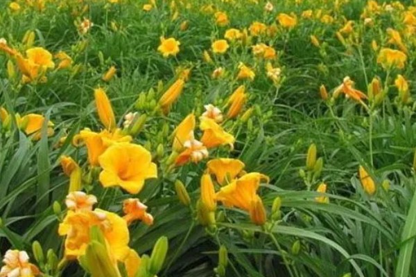 萱草的种植环境，作地被植物时几乎不被管理