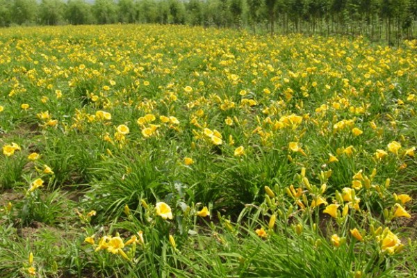 萱草的种植环境，作地被植物时几乎不被管理