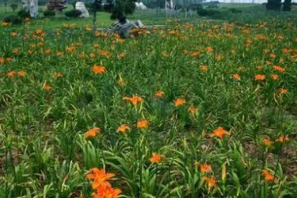 萱草的种植环境，作地被植物时几乎不被管理