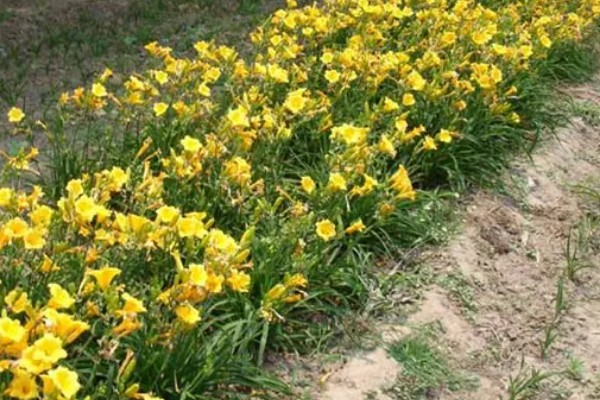 萱草的种植环境，作地被植物时几乎不被管理