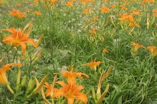 萱草的种植环境，作地被植物时几乎不被管理