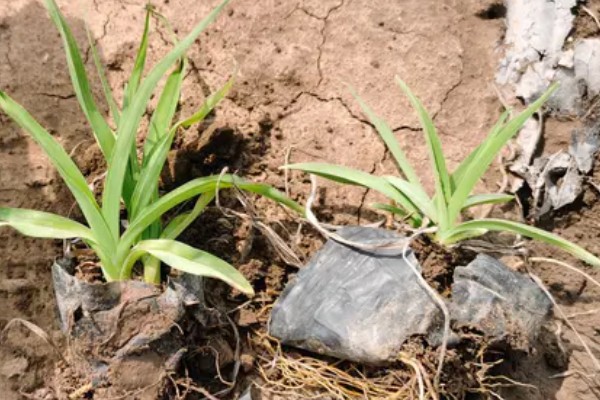 萱草的种植环境，作地被植物时几乎不被管理