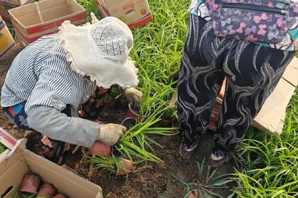 萱草的种植环境，作地被植物时几乎不被管理