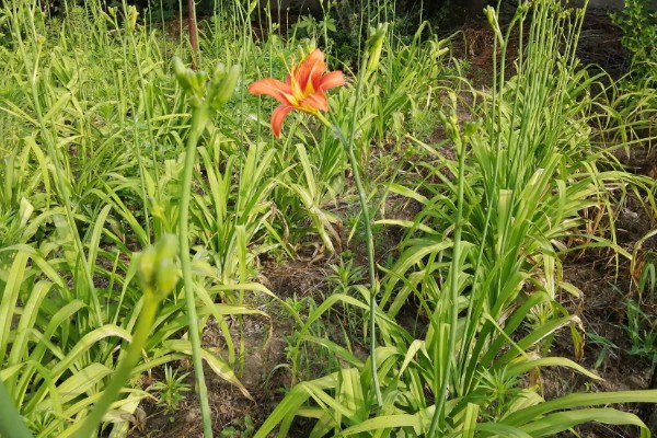 萱草的种植环境，作地被植物时几乎不被管理