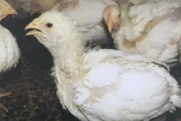 小鸡感冒有哪些症状,表现为流泪、流鼻涕等