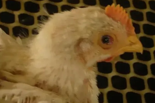 小鸡感冒有哪些症状,表现为流泪、流鼻涕等