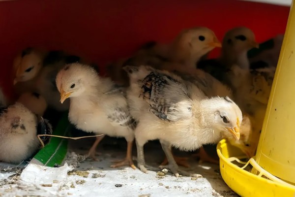 小鸡感冒有哪些症状,表现为流泪、流鼻涕等