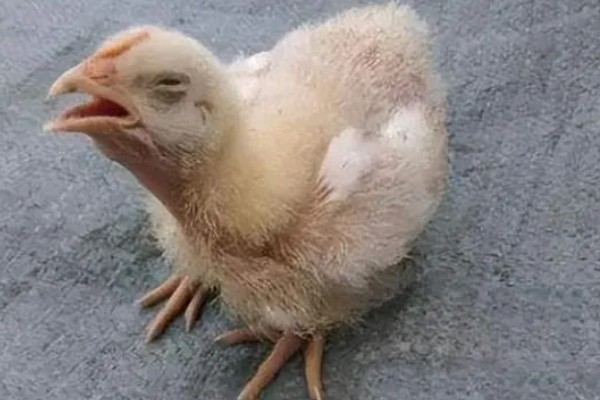 小鸡感冒有哪些症状,表现为流泪、流鼻涕等