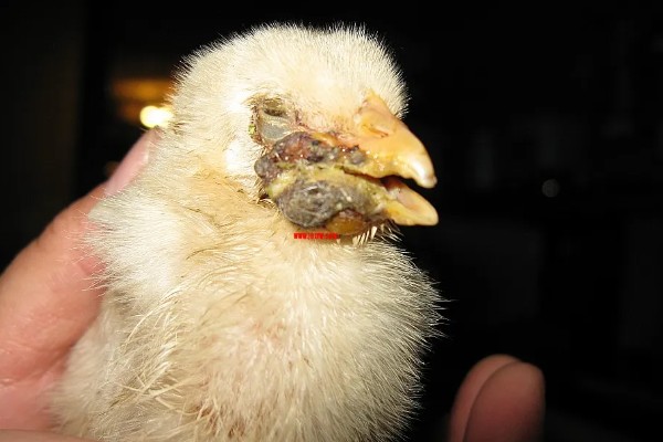 小鸡感冒有哪些症状,表现为流泪、流鼻涕等