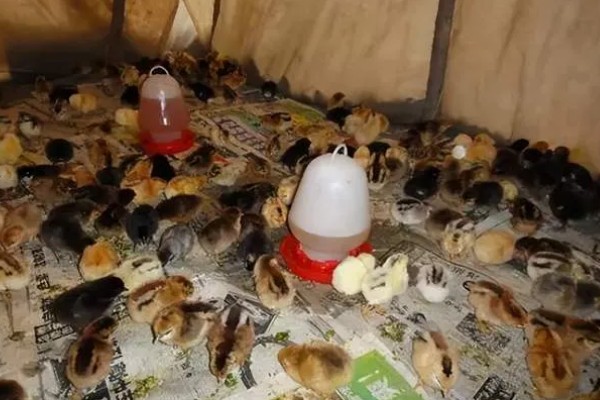 小鸡感冒有哪些症状,表现为流泪、流鼻涕等