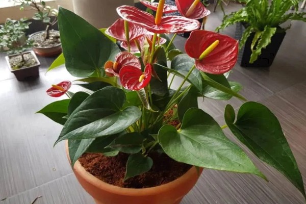 红掌的养殖方式，春秋季节每隔3天浇一次水